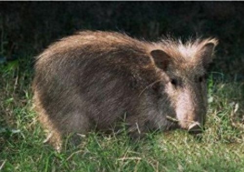 地球上10大堪称奇迹的动物,爱尔兰大鹿死而复生,腔棘鱼再被发现